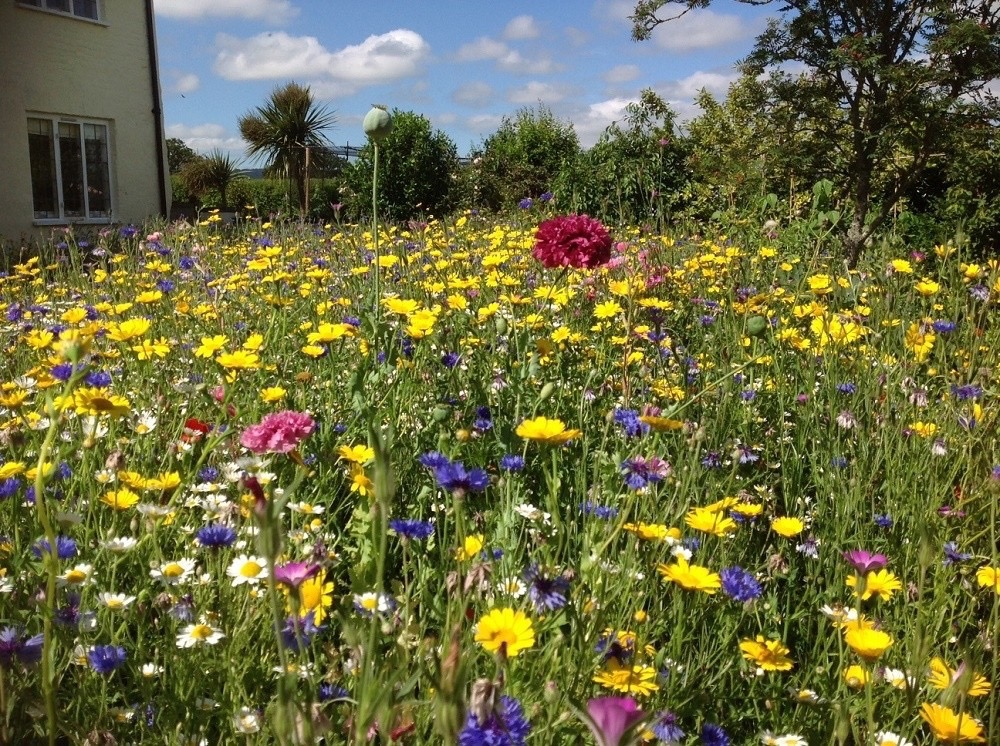 Meadow